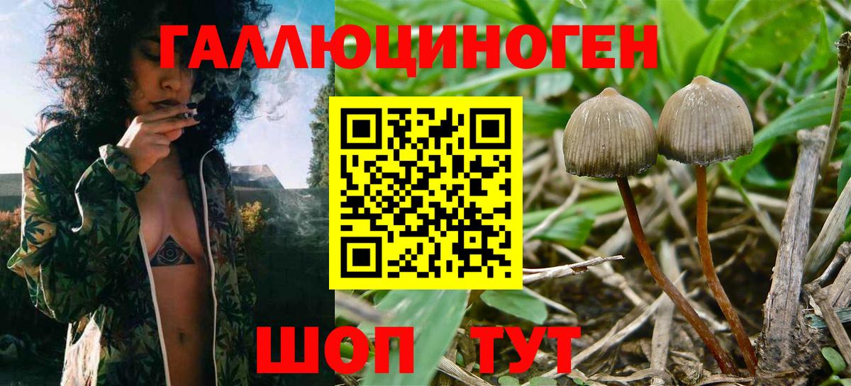 Псилоцибиновые грибы GOLDEN TEACHER Надым
